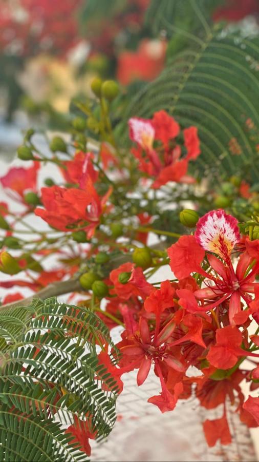 Beautiful Apartment Near The Sea And A Large Private Garden Paphos Exteriör bild